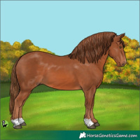 Horse Color:Chestnut 