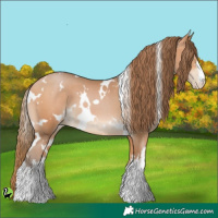 Horse Color:White Spotted Bay Pearl