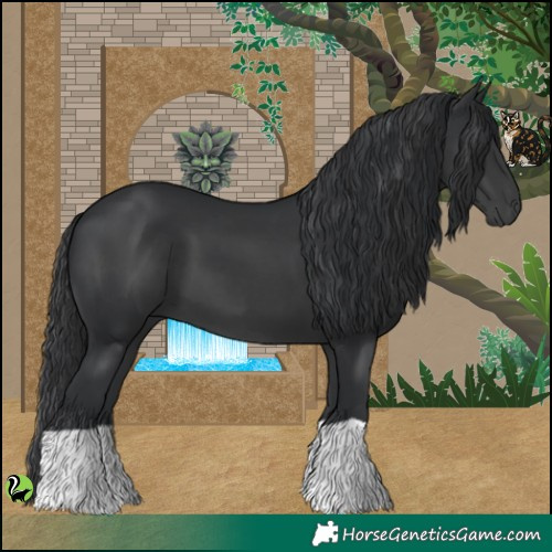 Horse Color:Black 
