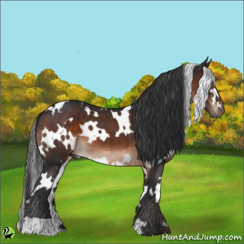 Horse Color:White Spotted Brown 