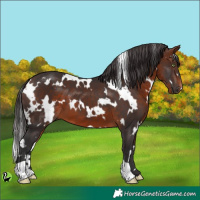 Horse Color:White Spotted Bay 