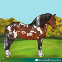 Horse Color:White Spotted Bay 