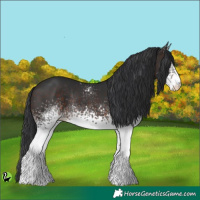 Horse Color:White Spotted Brown Rabicano 