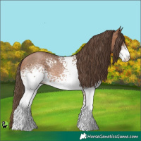 Horse Color:White Spotted Brown Pearl 