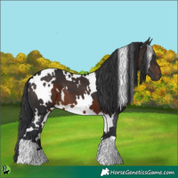 Horse Color:White Spotted Brown 