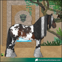 Horse Color:White Spotted Brown 