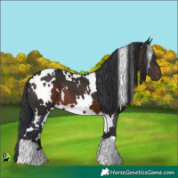 Horse Color:White Spotted Brown