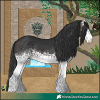 Horse Color:White Spotted Brown 