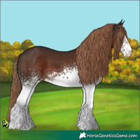 Horse Color:White Spotted Liver Chestnut