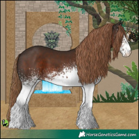 Horse Color:White Spotted Liver Chestnut 