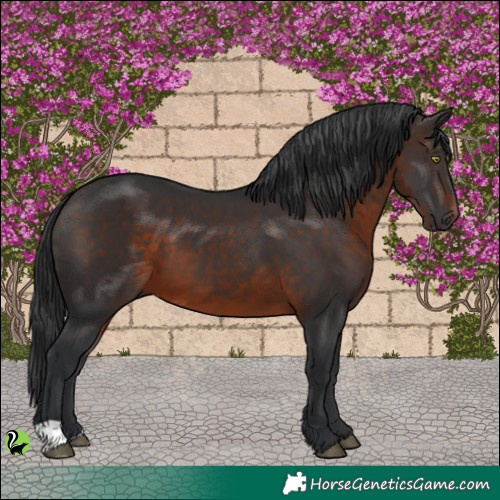 Horse Color:Brown 