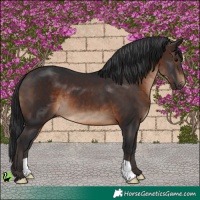 Horse Color:Brown 