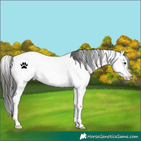 Horse Color:Brown Sabino Splash Appaloosa 