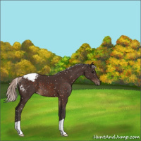 Horse Color:Silver Brown Appaloosa