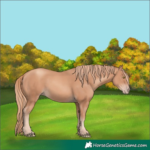 Horse Color:Gold Champagne 