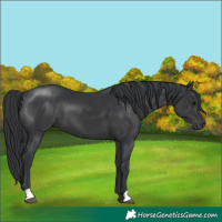 Horse Color:Black 