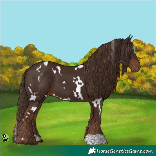 Horse Color:White Spotted Liver Chestnut 