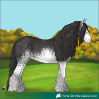 Horse Color:White Spotted Smoky Black