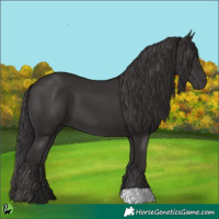 Horse Color:Smoky Black 