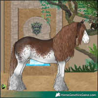 Horse Color:White Spotted Liver Chestnut 