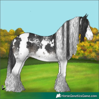 Horse Color:White Spotted Black