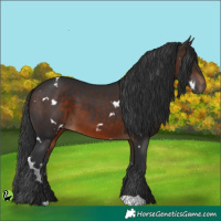 Horse Color:White Spotted Brown