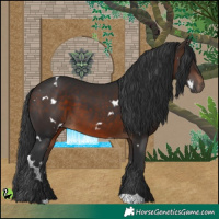 Horse Color:White Spotted Brown
