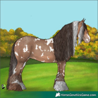 Horse Color:White Spotted Sable Champagne 