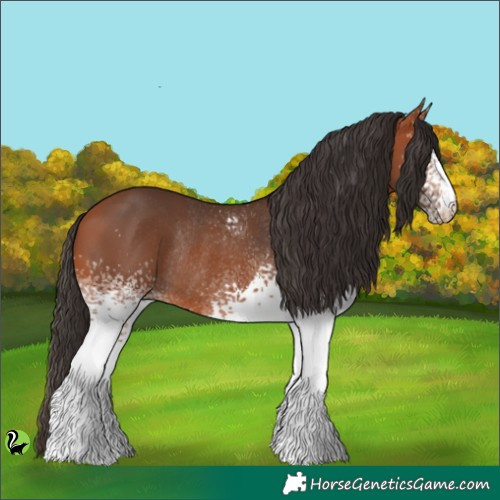 Horse Color:White Spotted Bay Rabicano 