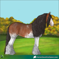 Horse Color:White Spotted Bay Rabicano