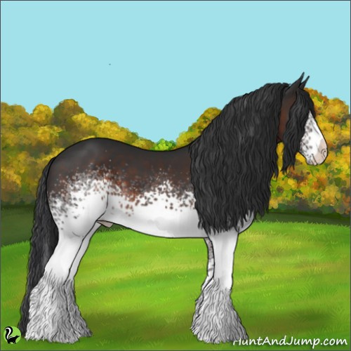 Horse Color:White Spotted Brown 