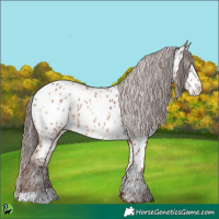 Horse Color:White Spotted Sable Champagne Appaloosa 