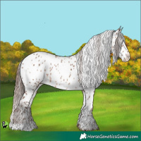 Horse Color:White Spotted Sable Champagne Appaloosa 