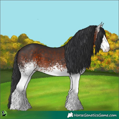 Horse Color:White Spotted Brown 