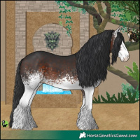 Horse Color:White Spotted Brown 