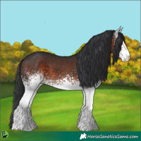 Horse Color:White Spotted Brown 