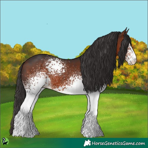 Horse Color:White Spotted Bay 
