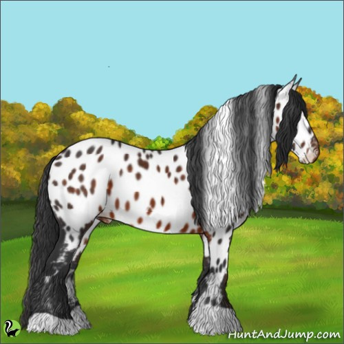 Horse Color:Brown Appaloosa 