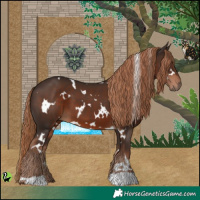 Horse Color:White Spotted Liver Chestnut 