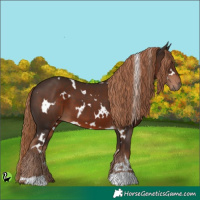 Horse Color:White Spotted Liver Chestnut 