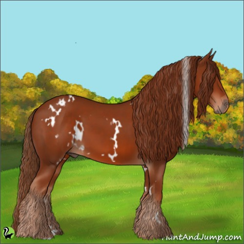 Horse Color:White Spotted Chestnut 