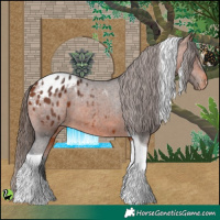 Horse Color:Bay Tobiano Appaloosa 