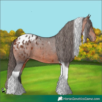 Horse Color:Bay Tobiano Appaloosa 