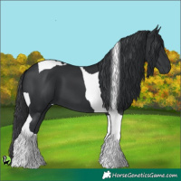 Horse Color:Black Tobiano 