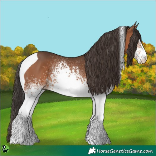 Horse Color:White Spotted Bay Tobiano 