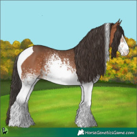 Horse Color:White Spotted Bay Tobiano 