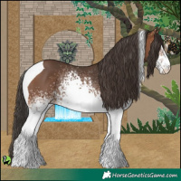 Horse Color:White Spotted Bay Tobiano 