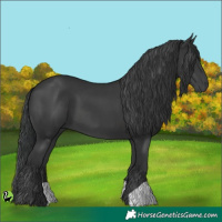 Horse Color:Black 