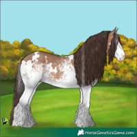 Horse Color:White Spotted Sable Champagne 