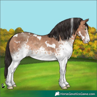 Horse Color:White Spotted Sable Champagne 